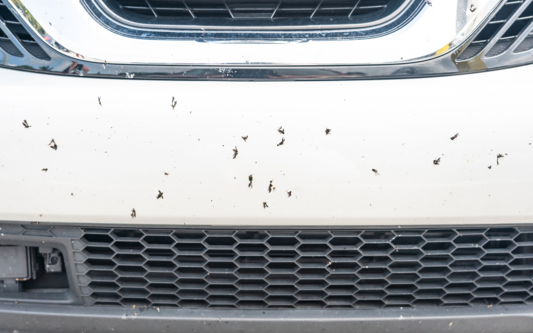 How Insects and Tree Sap Can Damage Your Vehicle’s Finish in Summer